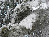 s-DSC03686.jpg